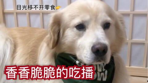 狗子的最新爆料视频大全,揭秘娱乐圈幕后真相 第2张 狗子的最新爆料视频大全,揭秘娱乐圈幕后真相 第2张